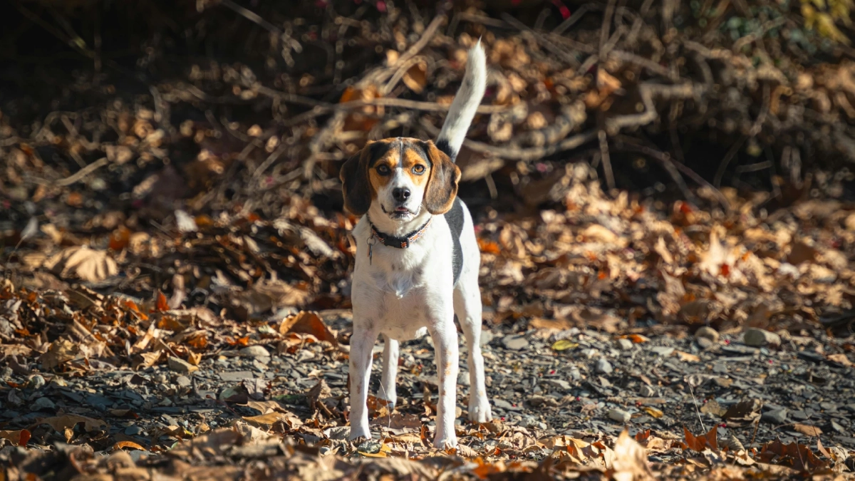 ส่ายหางใช่ว่าจะเป็นมิตรเสมอ? ระวังสัญญาณเตือนจากน้องหมา