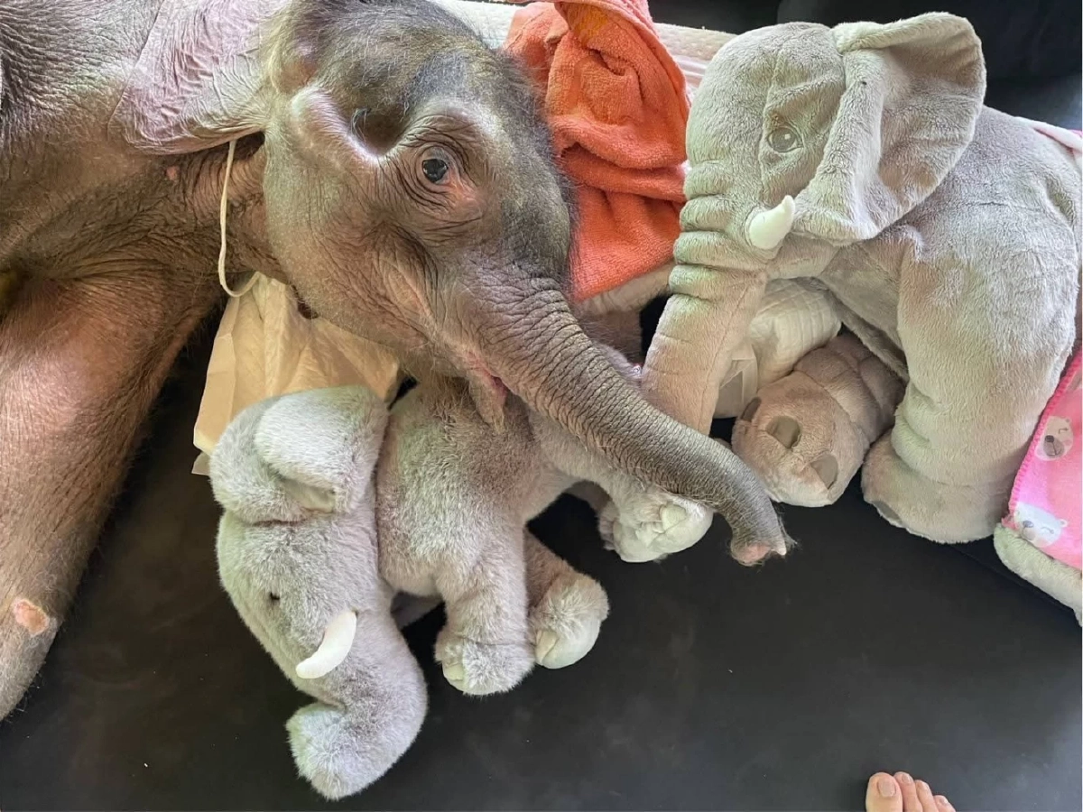 ลุ้นรายชั่วโมง ลูกช้าง &quot;พังข้าวต้ม&quot; ป่วยวิกฤต ตับเป็นพังผืด-หัวใจโต