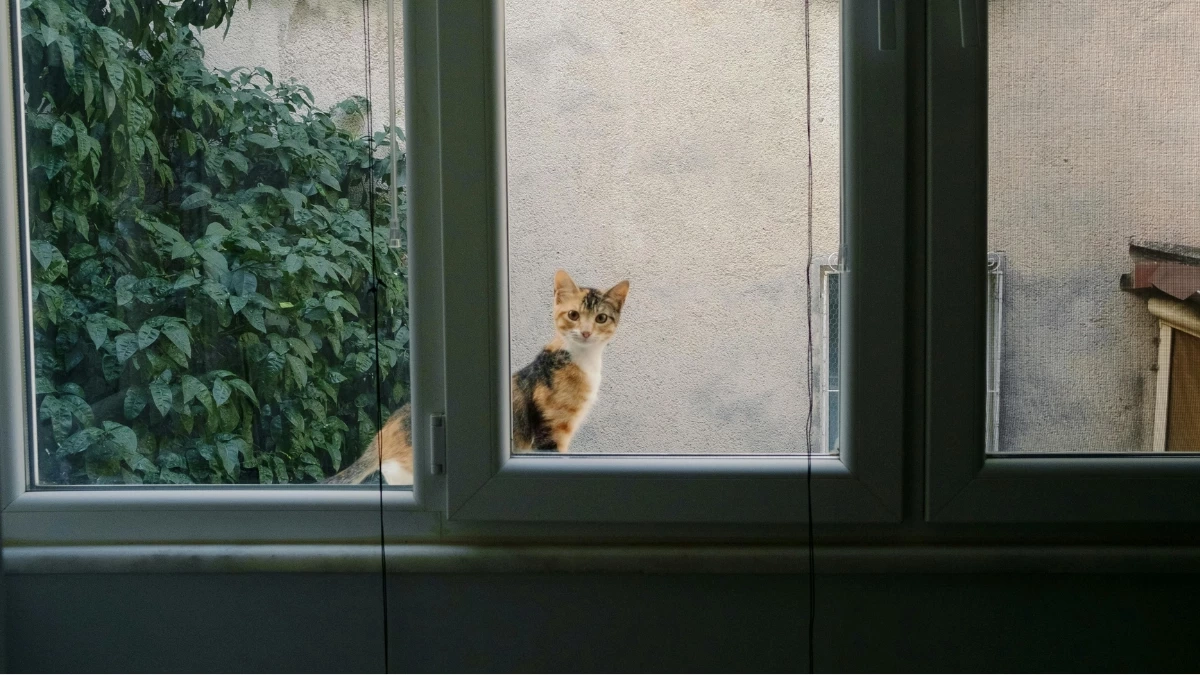 ทำอย่างไรดี? เมื่อหมา–แมวชอบหนีออกจากบ้าน!