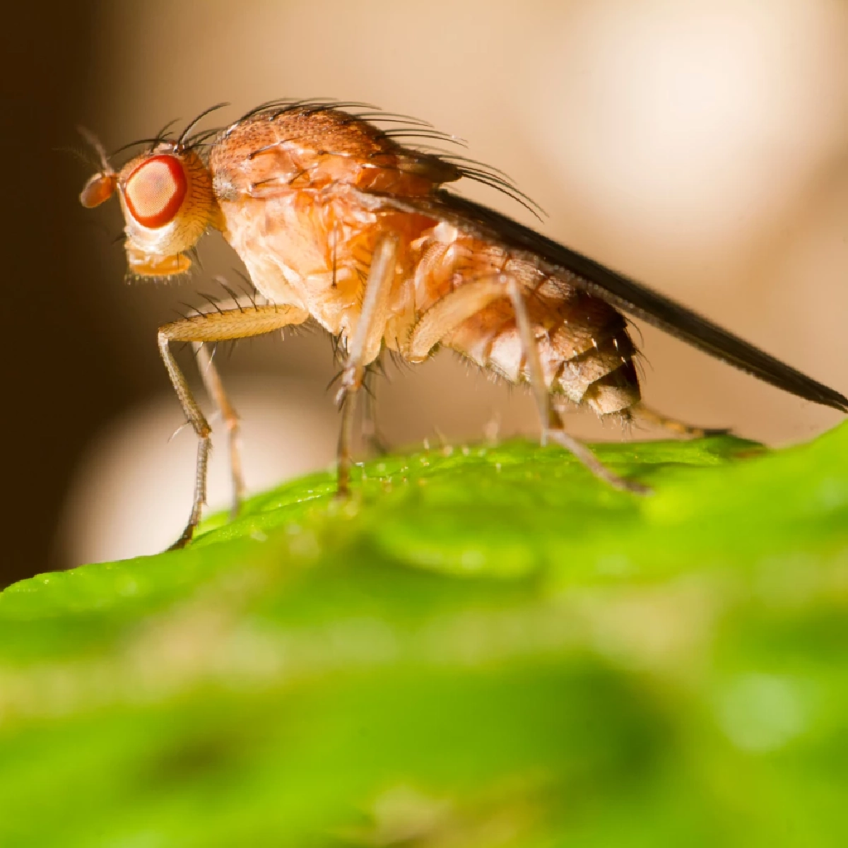 ไขปัญหาแมลงหวี่บุกบ้าน เผยต้นตอแหล่งเพาะพันธุ์ใกล้ตัวคุณ