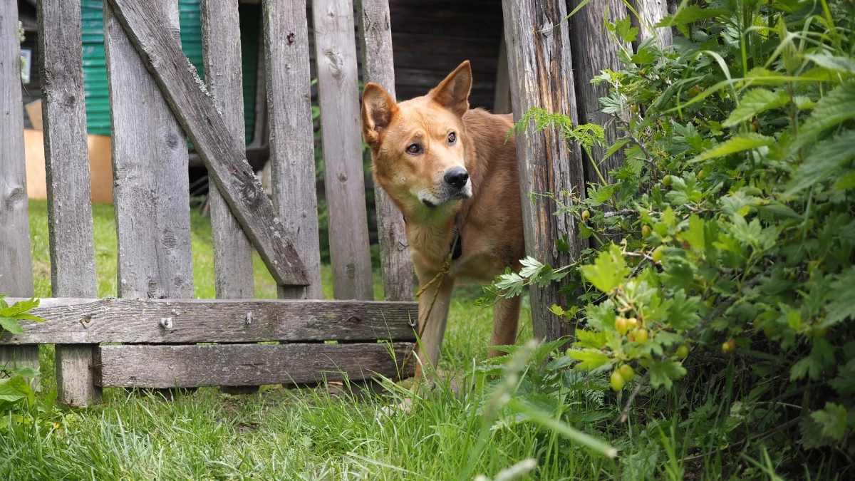 ทำอย่างไรดี? เมื่อหมา–แมวชอบหนีออกจากบ้าน!