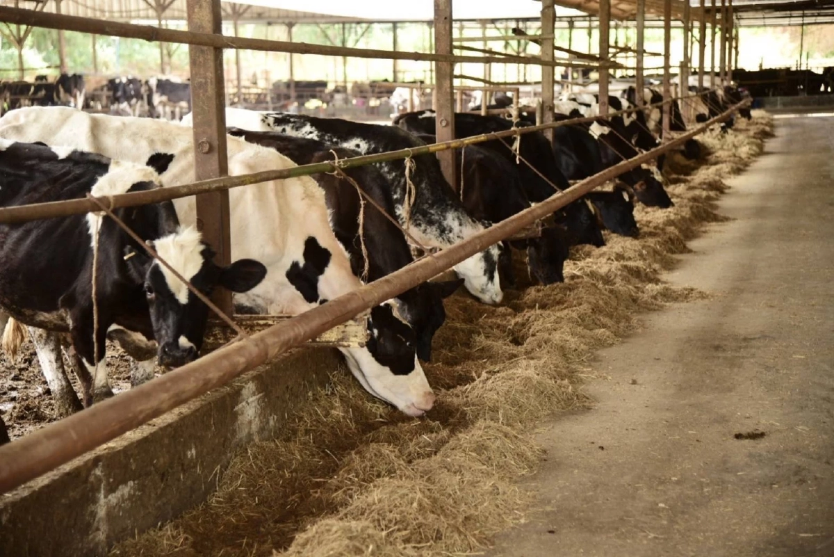 กรมปศุสัตว์โต้กลับดราม่า นมโคไทย แท้ชัวร์ ปลอดภัย ไร้ผสม