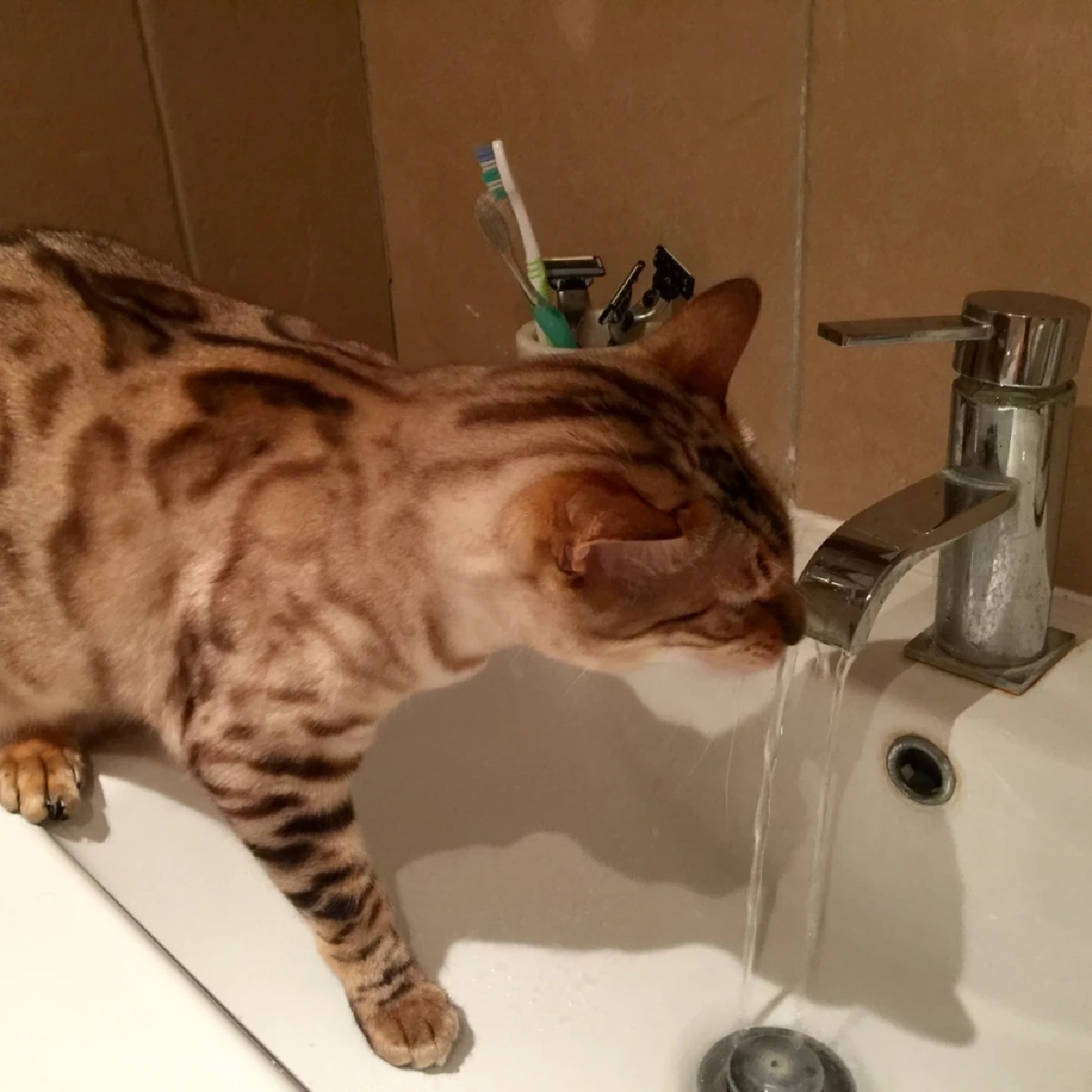 แมวทำไมชอบดื่มน้ำจากชักโครก หนึ่งในสัญญาณสุขภาพเสี่ยง