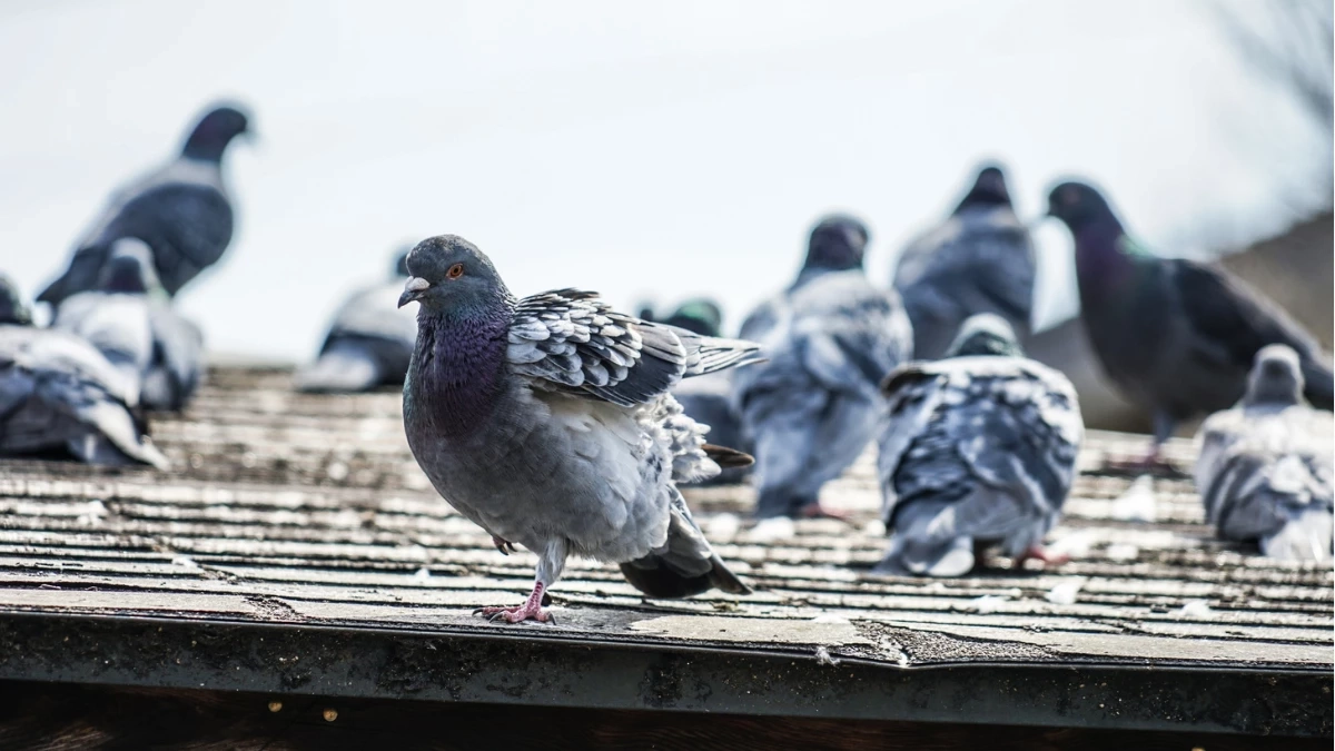 เล่นกับนกพิราบครั้งเดียว เกือบถึงขั้นเยื่อหุ้มสมองอักเสบ!