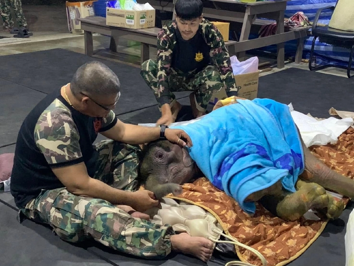 ทีมสัตวแพทย์รายงานอาการ “พังข้าวต้ม” ดีขึ้น แต่ยังต้องเฝ้า