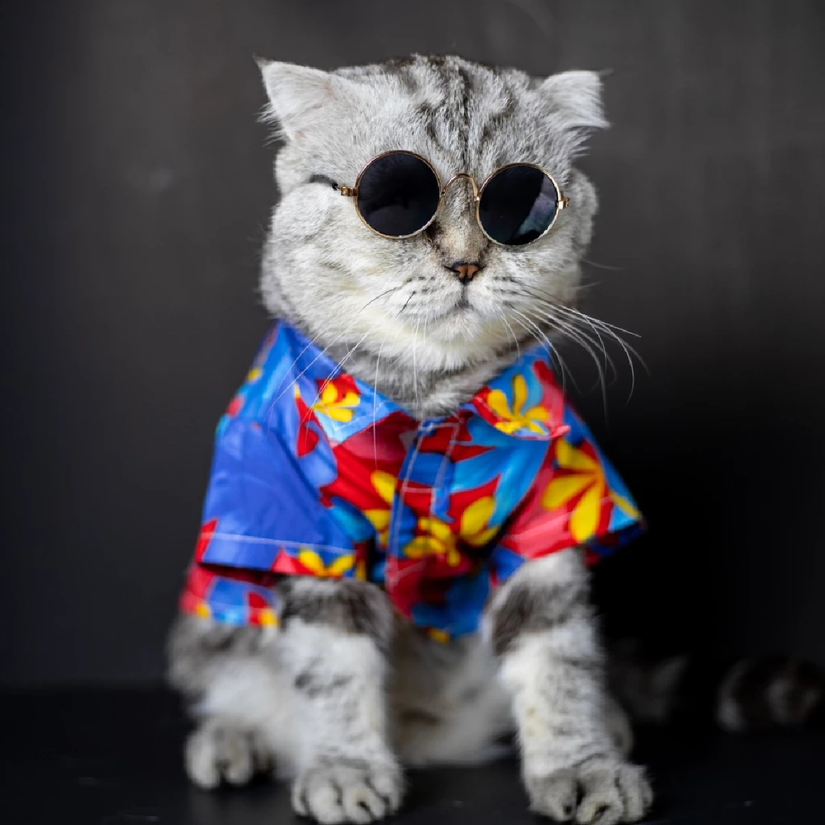 ทำไมแมวไม่ชอบใส่เสื้อ เผยเหตุผลที่เจ้าขนฟูถึงหนีทันทีที่เห็นเสื้อ