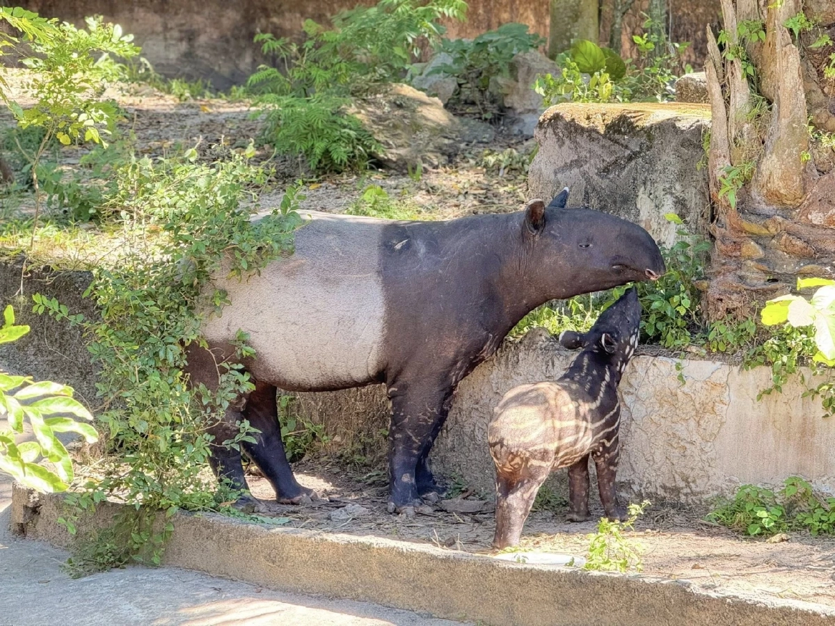 ได้ชื่อแล้ว เจ้า &quot;ลูกสมเสร็จ&quot; เกิดใหม่แห่งสวนสัตว์เปิดเขาเขียว