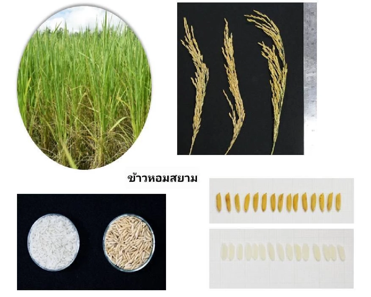 อว.–สวทช. ยัน ข้าวหอมสยาม ปลอดภัย ไม่ใช่ GMO ดันเป็นพันธุ์ทางเลือก