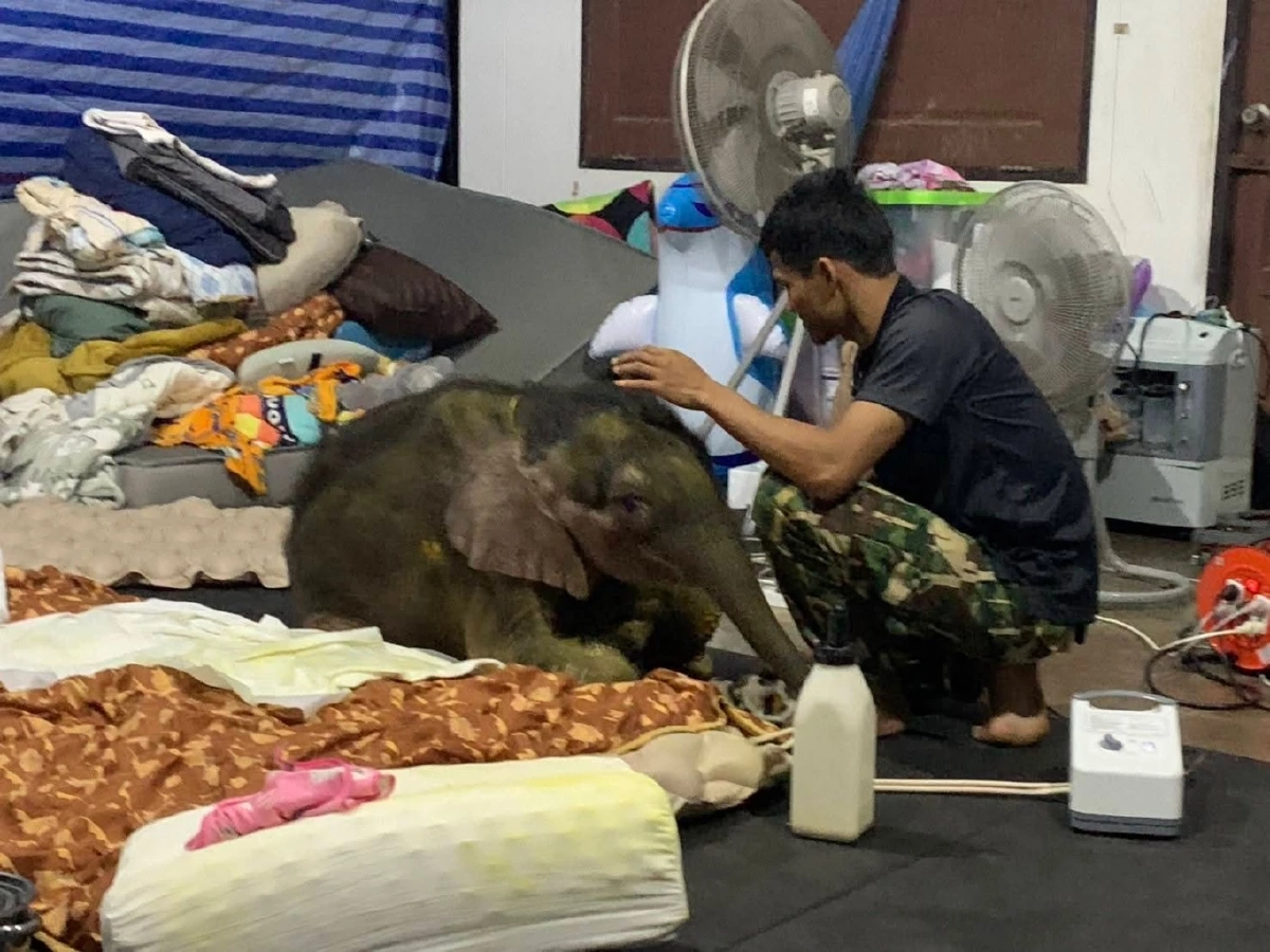 ทีมสัตวแพทย์รายงานอาการ “พังข้าวต้ม” ดีขึ้น แต่ยังต้องเฝ้า