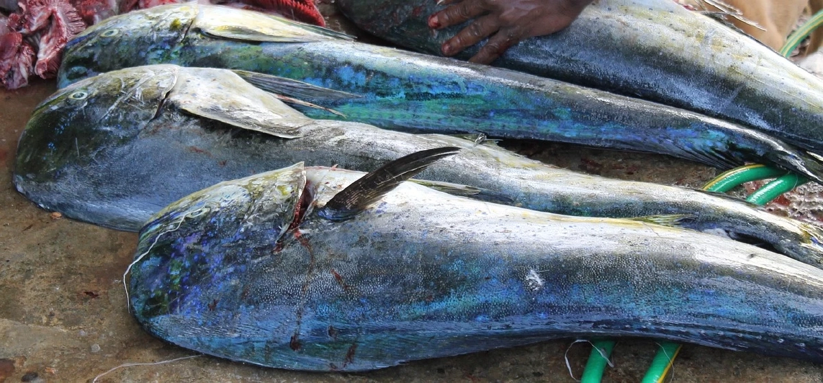 ปลา 4 ชนิดที่แนะนำให้เลิกกิน หากยังอยากมีชีวิตอยู่บนโลกนี้ต่อไป