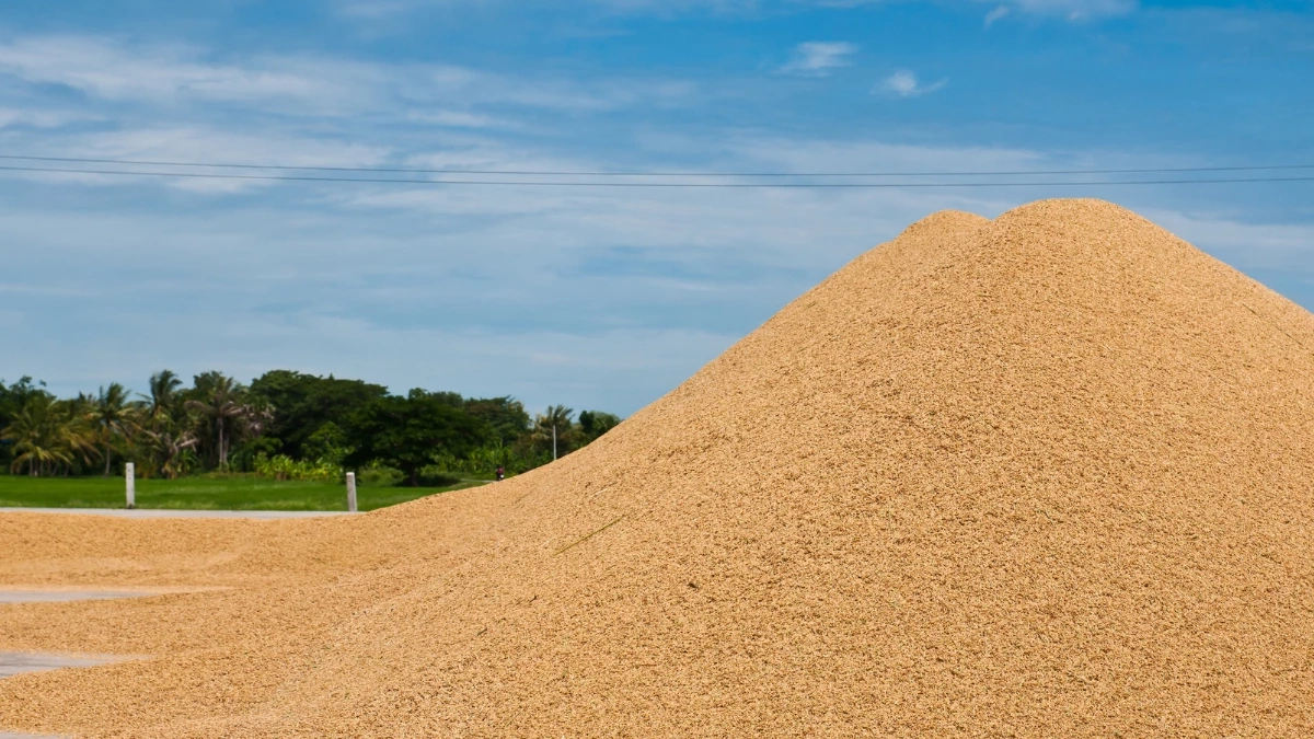 เลิกทำ! กฎหมายฟันหนัก ตากข้าวบนถนนหลวง ทั้งจำทั้งปรับ