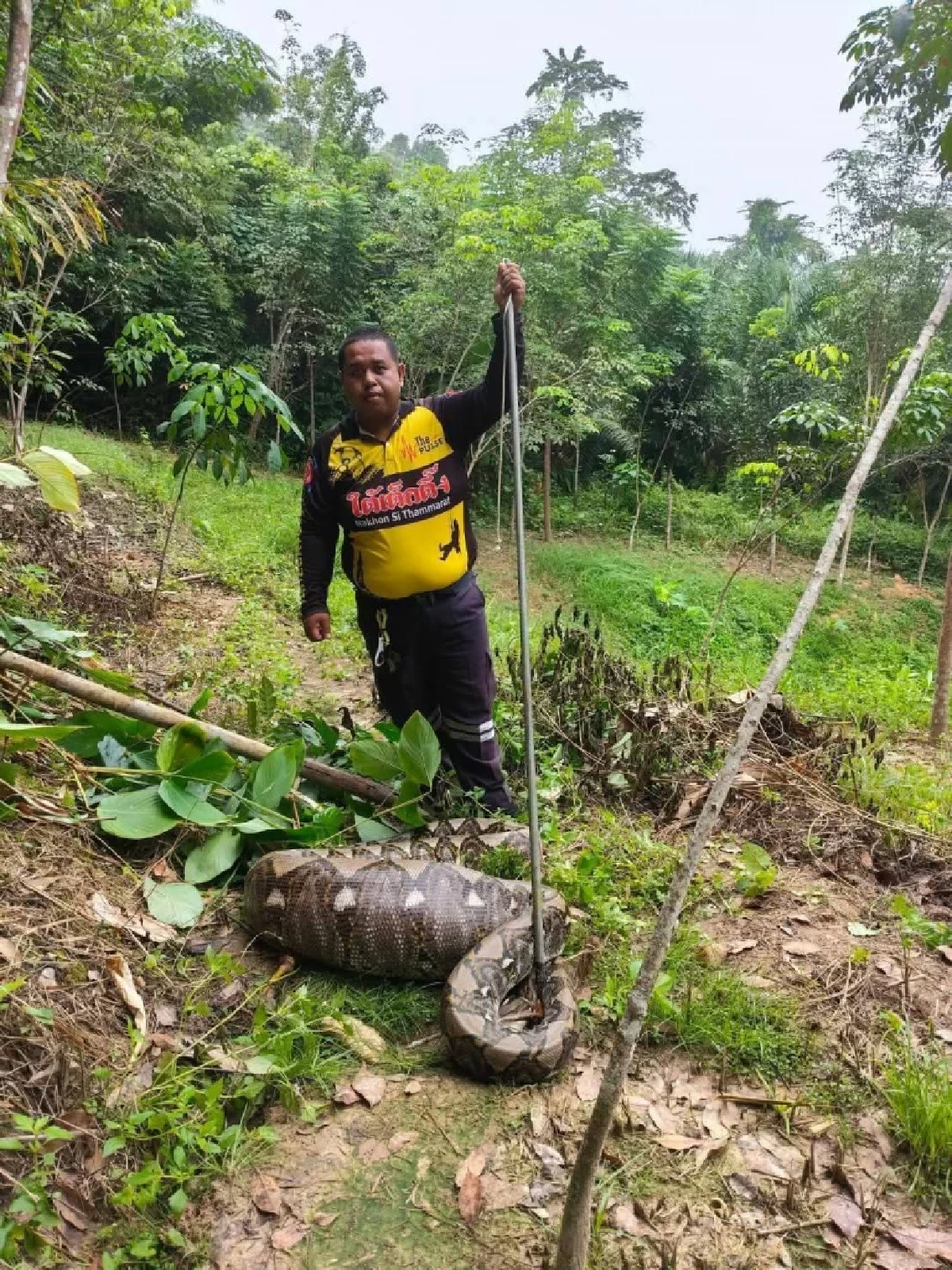 งูเหลือมท้องโตโผล่สวนยาง บางขัน! กู้ภัยเร่งย้ายเข้าป่าลึก