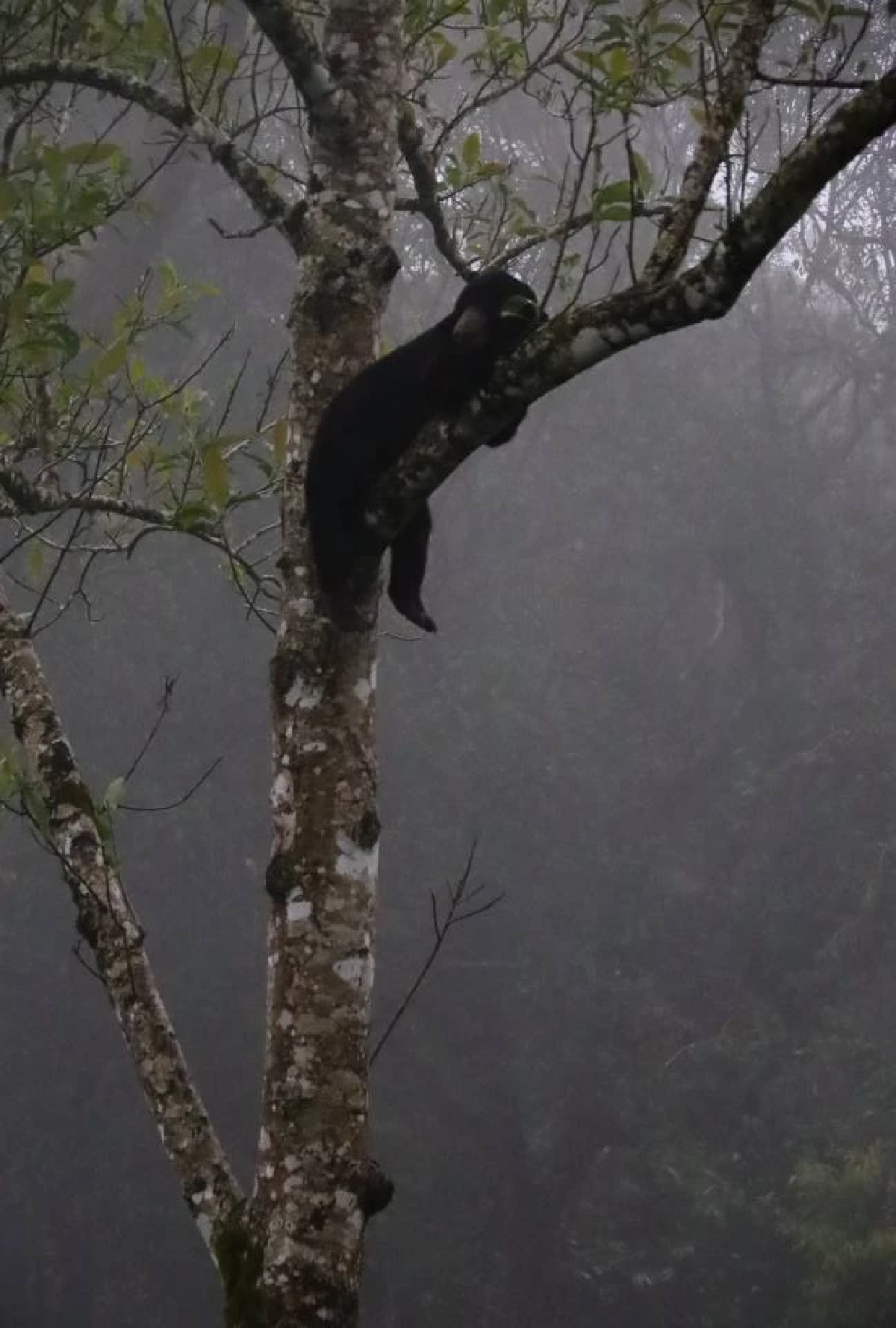 เขาพะเนินทุ่งเปิดวันแรก “น้องทุเรียน” หมีหมาโผล่ต้อนรับนักท่องเที่ยวสุดชิลล์