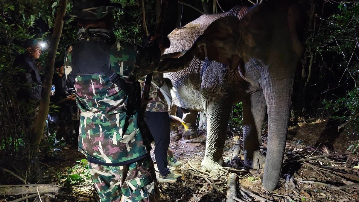 เจ้าหน้าที่ อช.กุยบุรี ร่วมกับสัตวแพทย์ เร่งรักษาช้างป่า