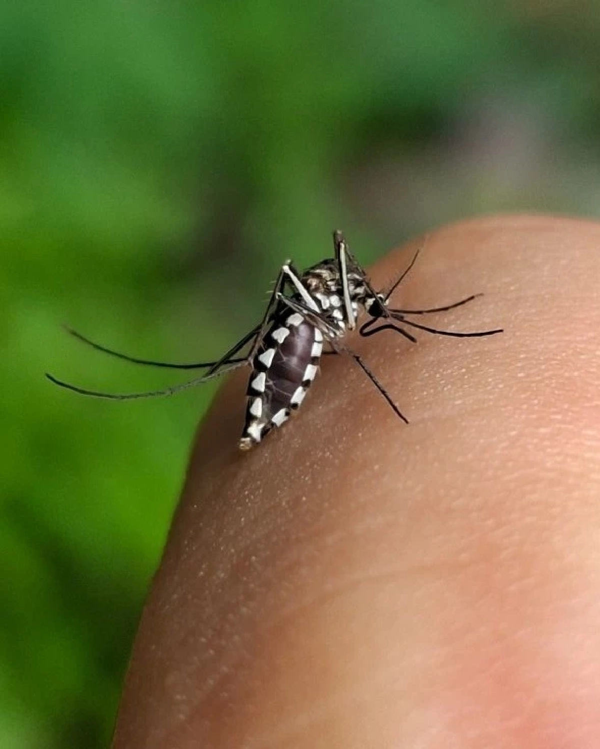 รู้จัก “ยุงแม่ไก่” แมลงพาหะคล้ายยุงลาย พาหะร้ายกัดเจ็บ ก่อโรคในสัตว์เลี้ยง