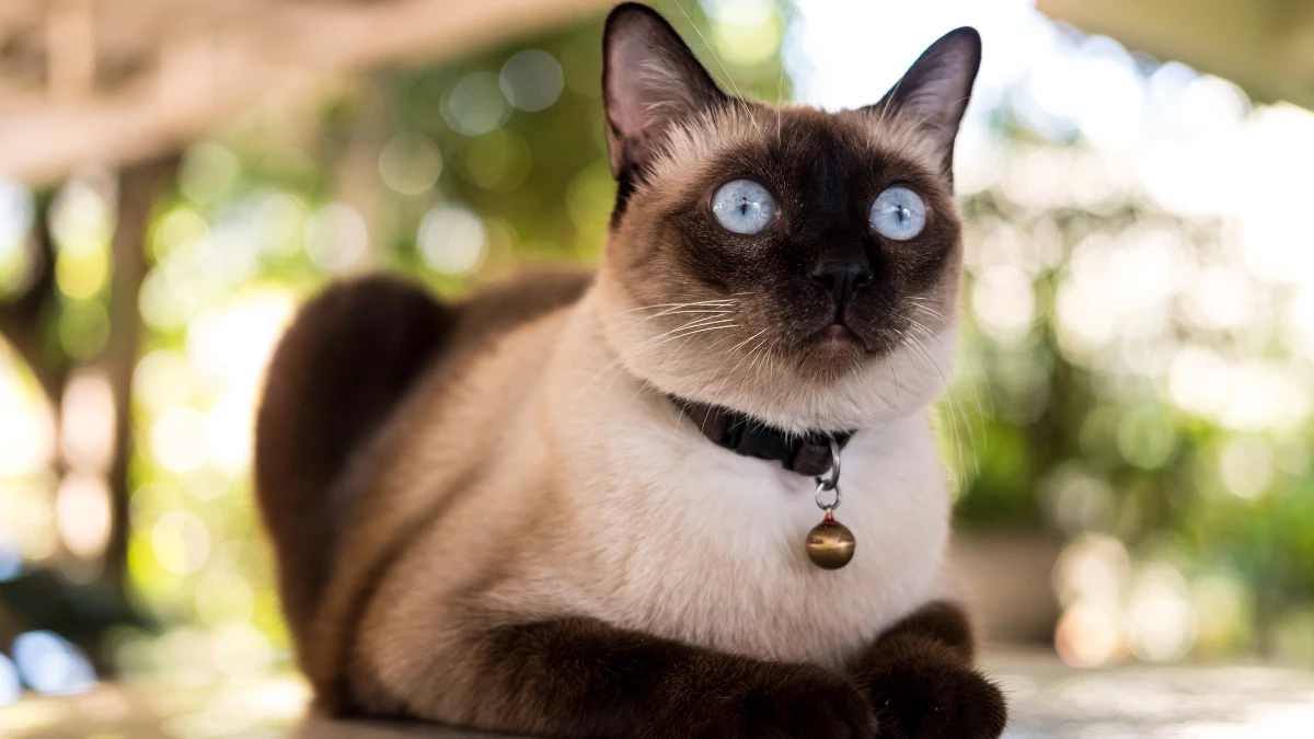 ครม. เห็นชอบประกาศ “แมวไทย” เป็นเอกลักษณ์ประจำชาติประเภทสัตว์เลี้ยง