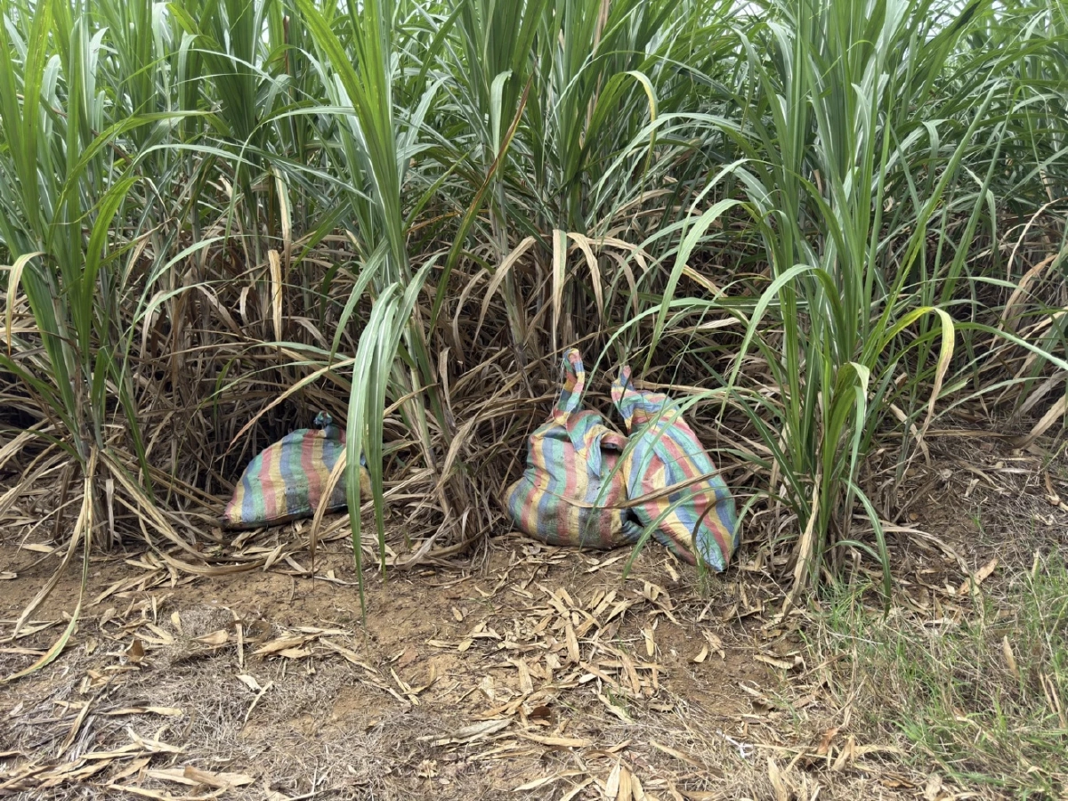 สกัดลักลอบขน ซากหมู 3 กระสอบกลางไร่อ้อยชายแดนสระแก้ว