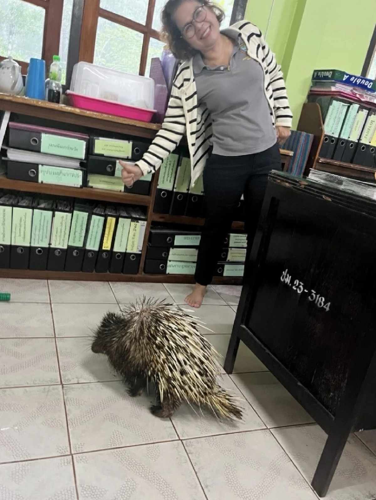 เม่นใหญ่โผล่ช่วยงานเจ้าหน้าที่ถึงออฟฟิศ ที่อุทยานน้ำตกโยง