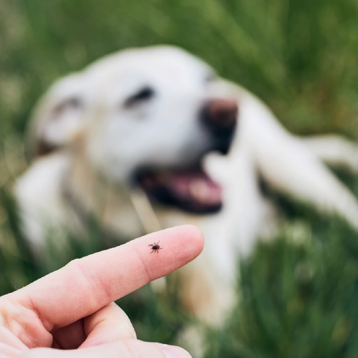 &quot;เตือนโรคติดเชื้อไวรัสจากเห็บสู่คน ระบาดหนักปีใน 68&quot;