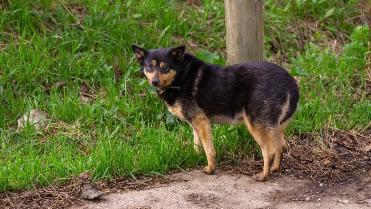 ส่ายหางใช่ว่าจะเป็นมิตรเสมอ? ระวังสัญญาณเตือนจากน้องหมา