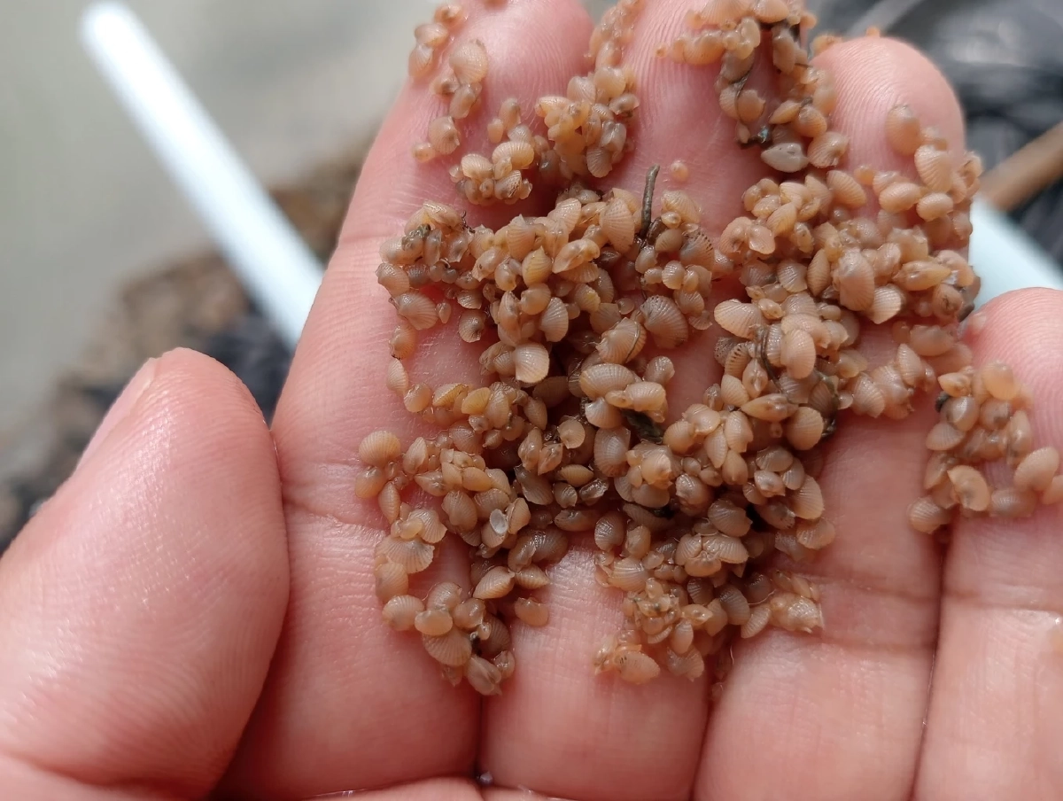 สำเร็จแล้ว เพาะเลี้ยงลูกหอยแครง จากโรงเพาะฟักสู่บ่อดิน