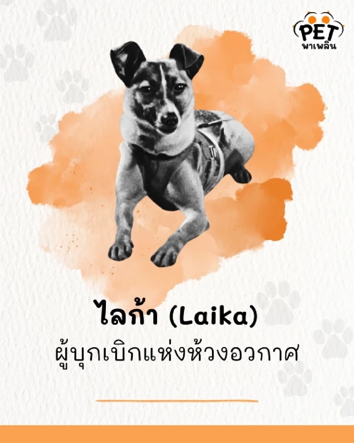 “ย้อนรอย  68 ปี ภารกิจที่ไม่มีวันกลับ ‘ไลก้า’ สุนัขอวกาศตัวแรกของโลก”