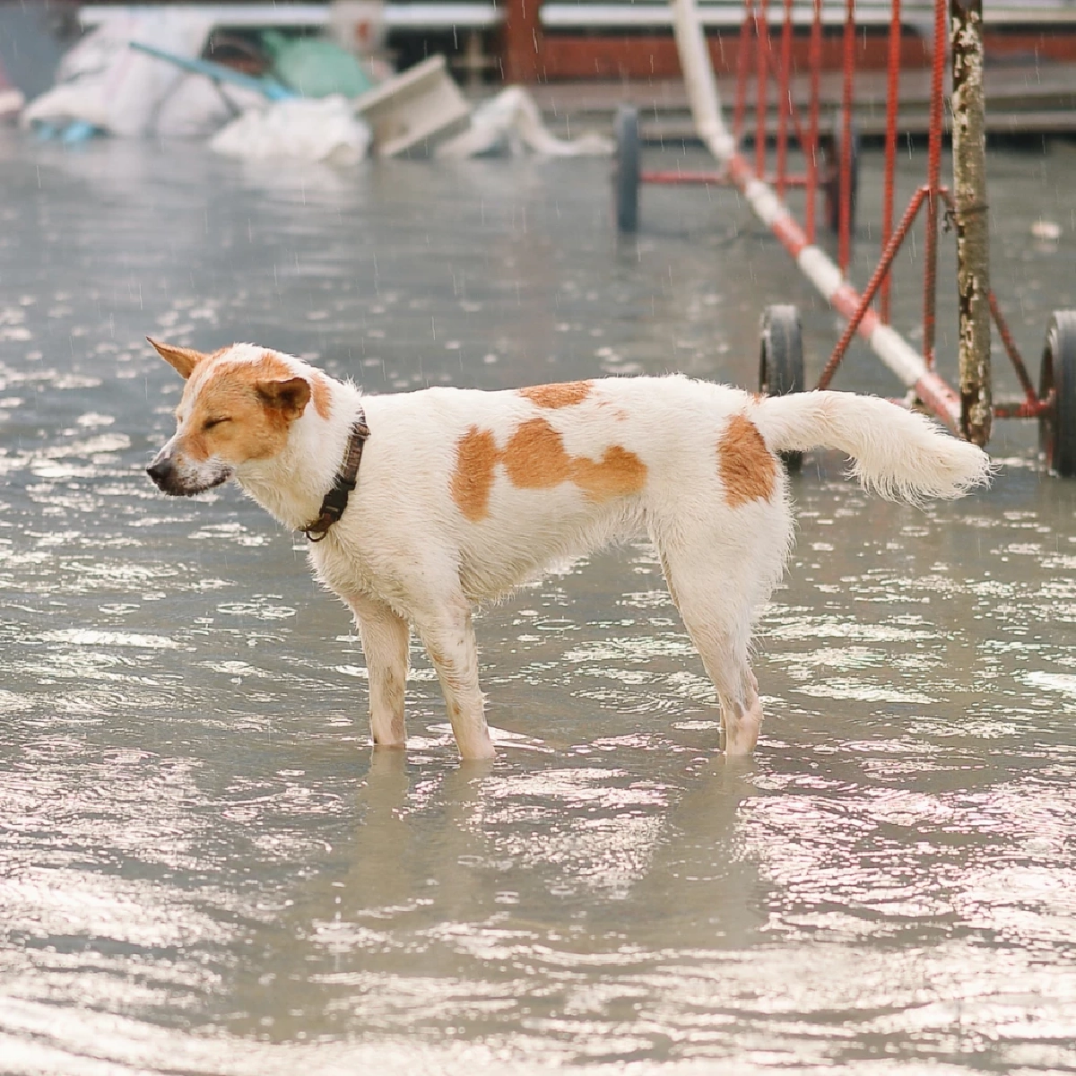 เตรียมสัตว์เลี้ยงให้ปลอดภัยช่วงน้ำท่วม ทำตามง่าย ปลอดภัยแน่นอน
