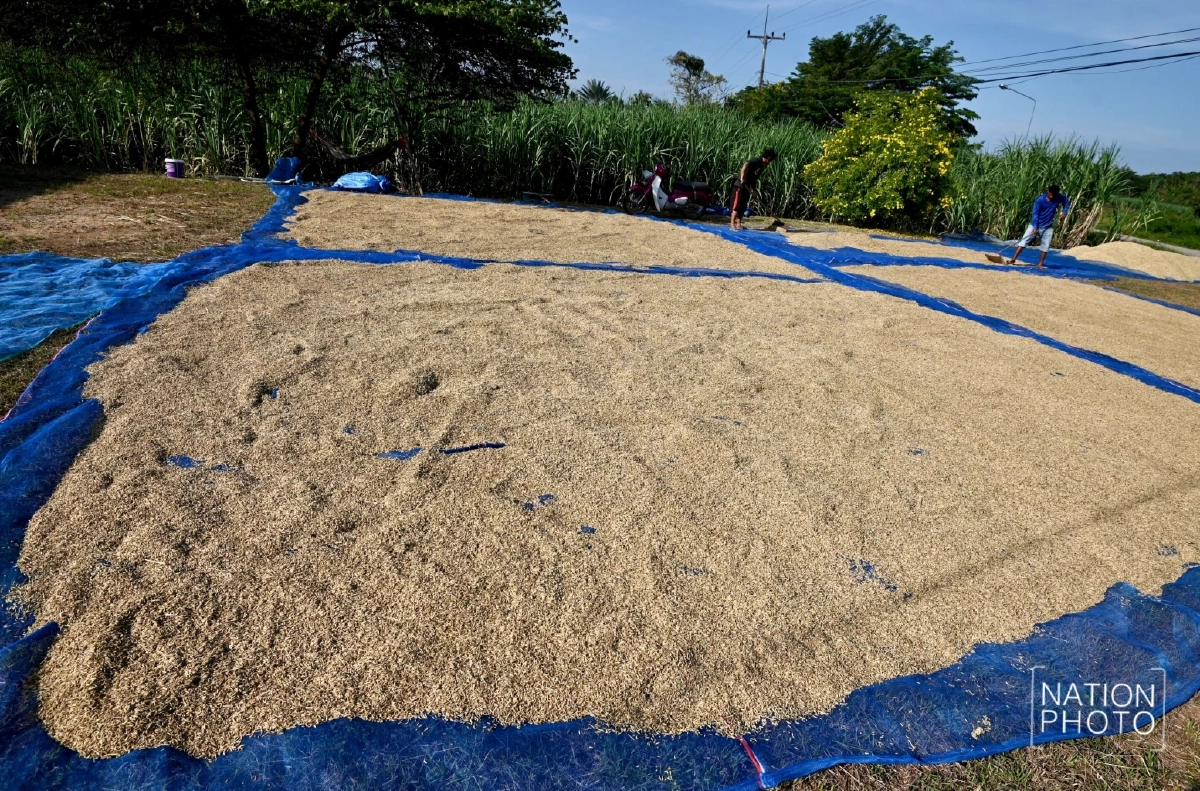 ชาวนาหนองหญ้าแก้ว เร่งเก็บเกี่ยวผลผลิต ยอมขาดทุนเกี่ยวข้าวยังไม่ทันสุก