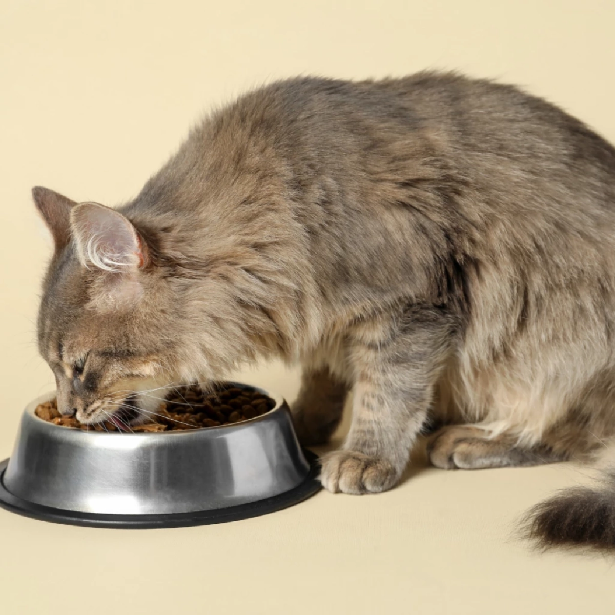 ทำไมแมวกินอาหารไม่หมดถ้วย? เผยเหตุผลและวิธีแก้เบื้องต้น