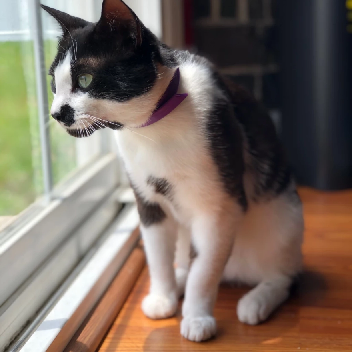 ทำไมแมวชอบดูนก? เปิดสัญชาตญาณล่าและความสุขของน้องแมว