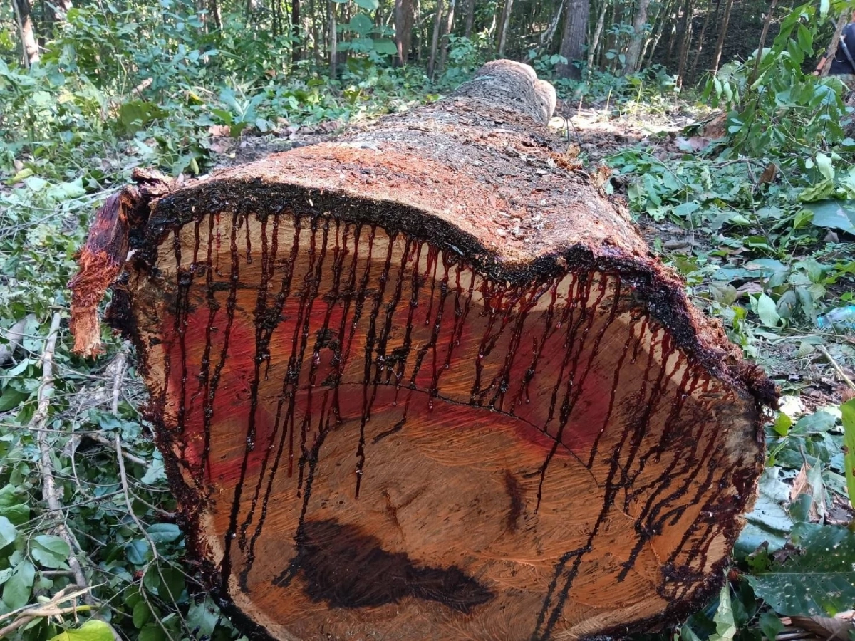 อช.ศรีลานนาจับชายรับจ้างเฝ้าไม้ หลังพบลักลอบตัดประดู่ 12 ท่อน