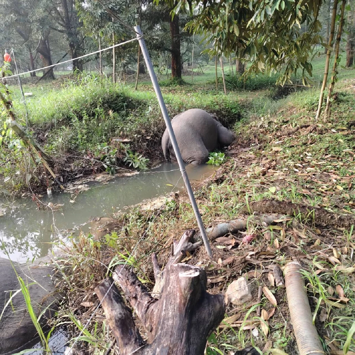 ช้างป่าเขาคิชฌกูฏถูกไฟฟ้าช็อตดับ 3 ตัว เร่งสอบเจ้าของพื้นที่