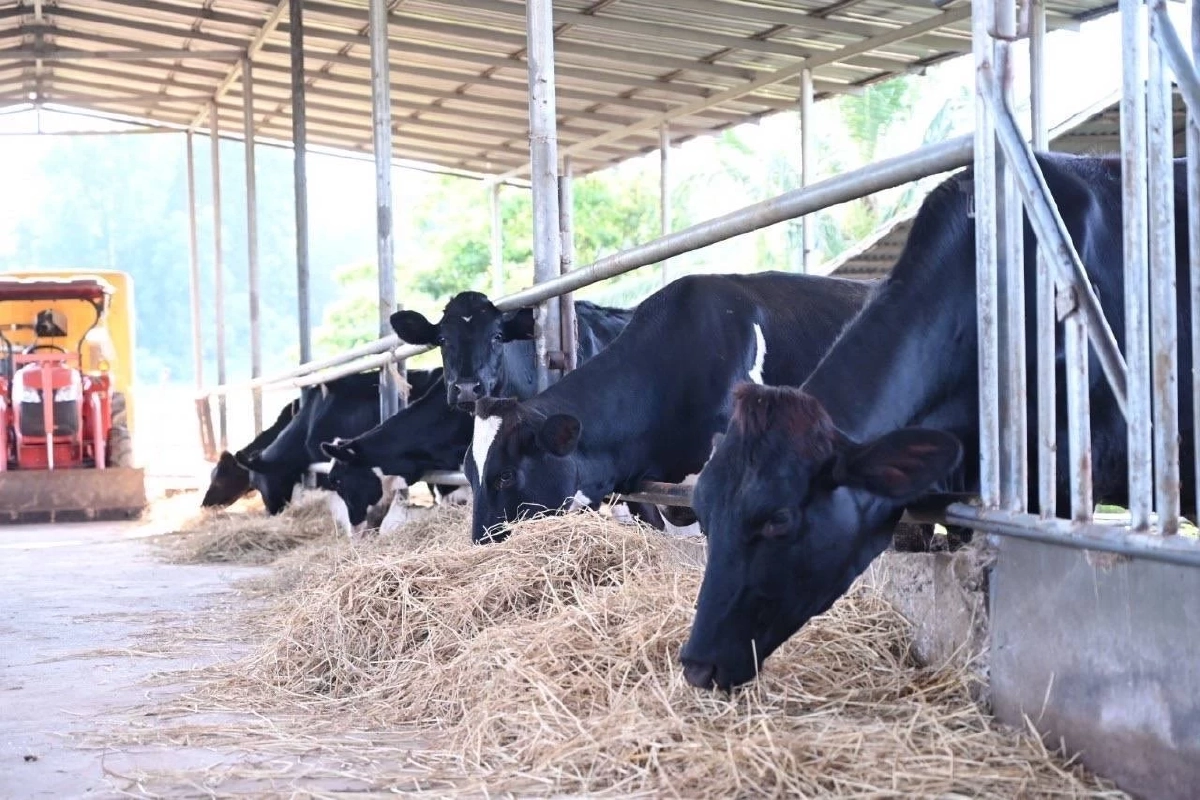 กรมปศุสัตว์โต้กลับดราม่า นมโคไทย แท้ชัวร์ ปลอดภัย ไร้ผสม