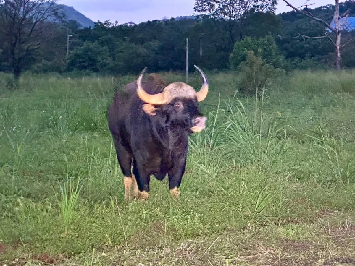 กระทิงบาดเจ็บโผล่วัดดังปากช่อง! เจ้าหน้าที่เร่งช่วยเหลือกลางดึก