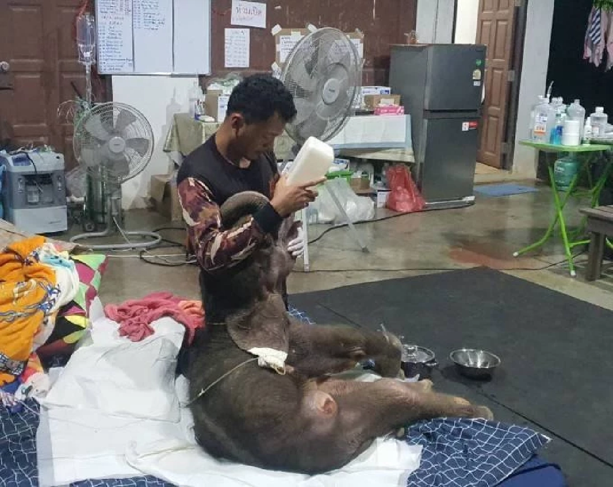 อาการ &quot;พังข้าวต้ม&quot; ทีมสัตวแพทย์ยังพบปัญหาระบบทางเดินอาหาร