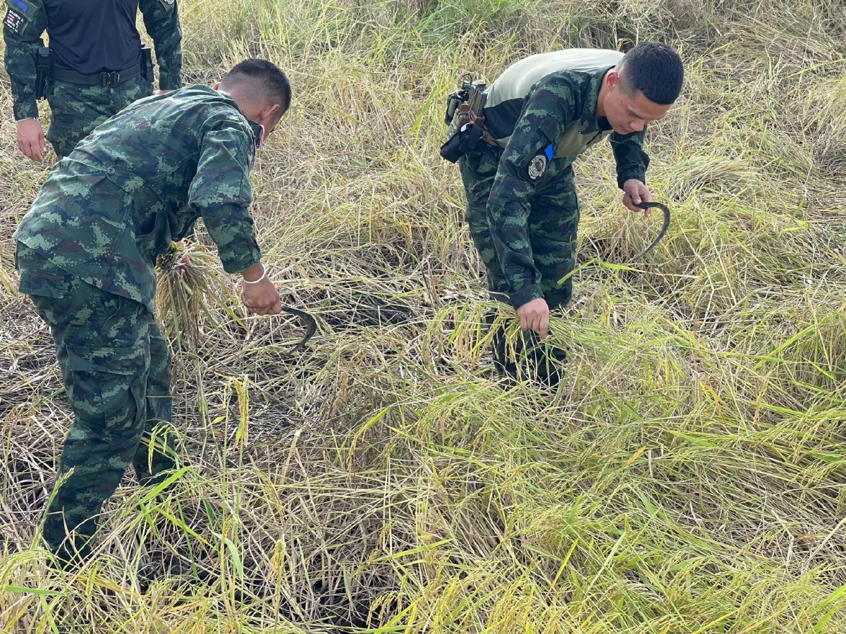 ห่วงชาวบ้าน! ทหารรวมใจลงพื้นที่ช่วยเกี่ยวข้าวให้ชาวนาชายแดน