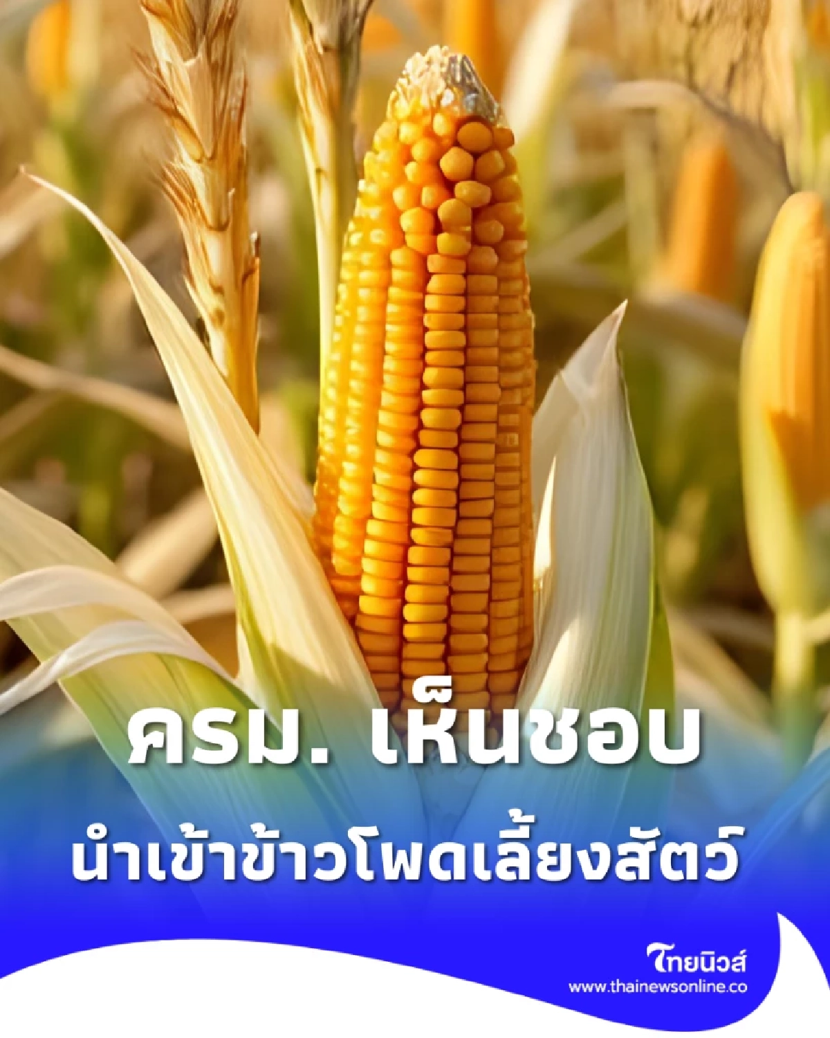 ครม.ไฟเขียว นำเข้าข้าวโพด-ข้าวสาลี ปี 69 จัดโควตา 1 ล้านตัน