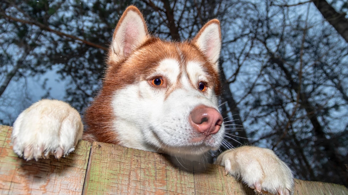 ทำอย่างไรดี? เมื่อหมา–แมวชอบหนีออกจากบ้าน!