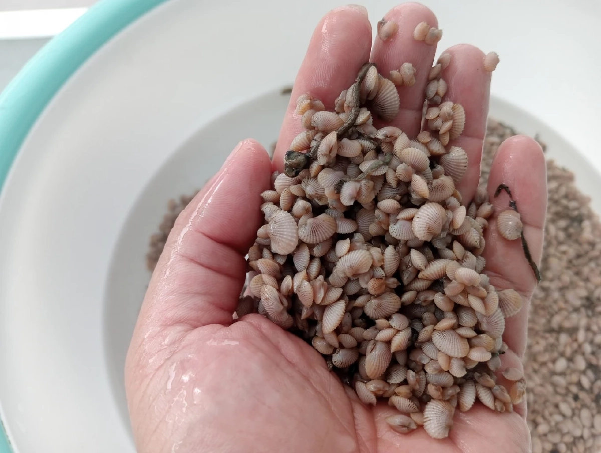 สำเร็จแล้ว เพาะเลี้ยงลูกหอยแครง จากโรงเพาะฟักสู่บ่อดิน