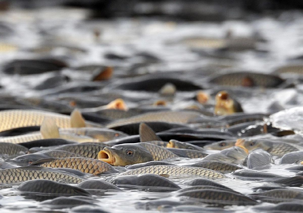 ปลา 4 ชนิดที่แนะนำให้เลิกกิน หากยังอยากมีชีวิตอยู่บนโลกนี้ต่อไป