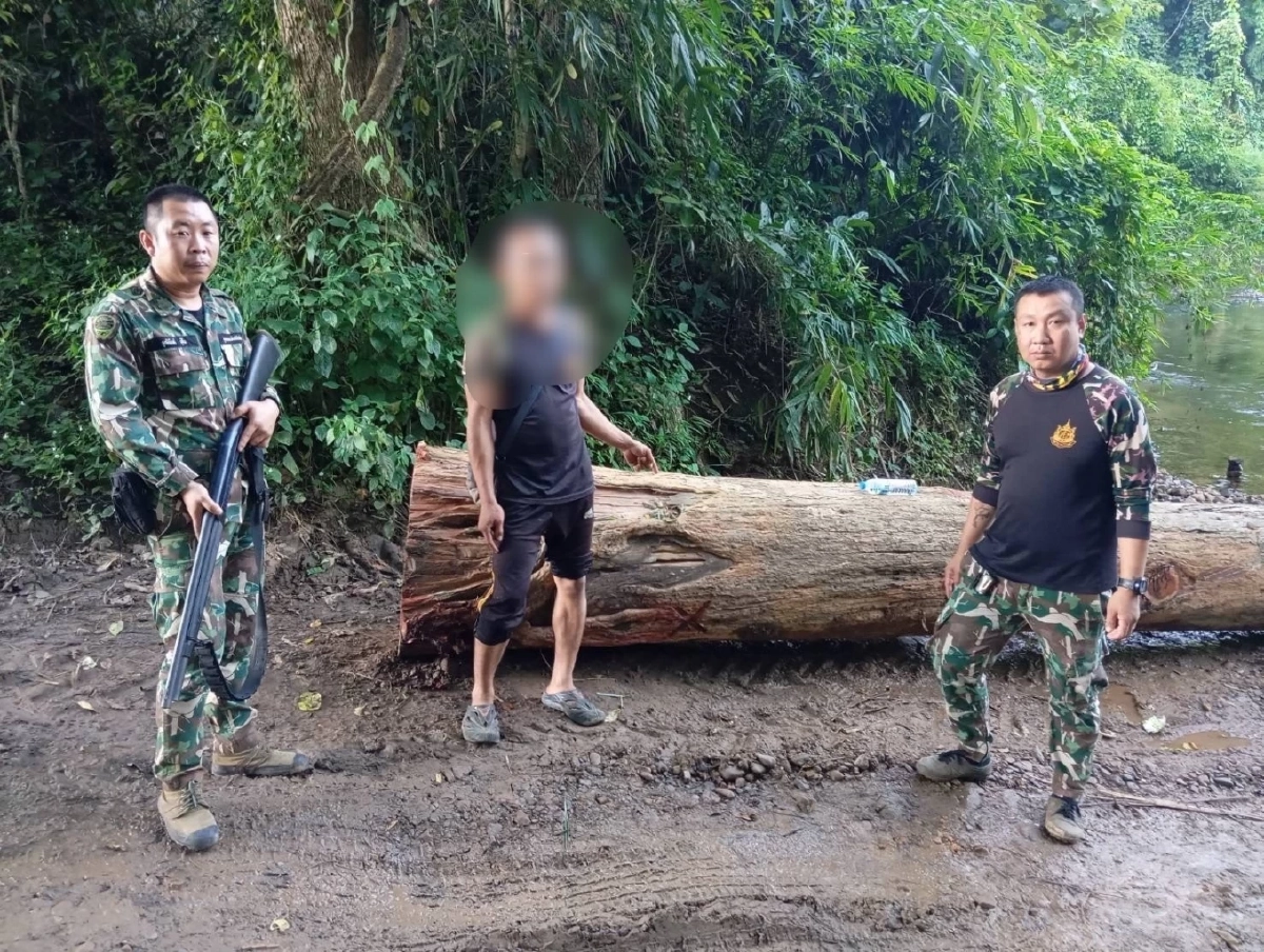 อช.ศรีลานนาจับชายรับจ้างเฝ้าไม้ หลังพบลักลอบตัดประดู่ 12 ท่อน