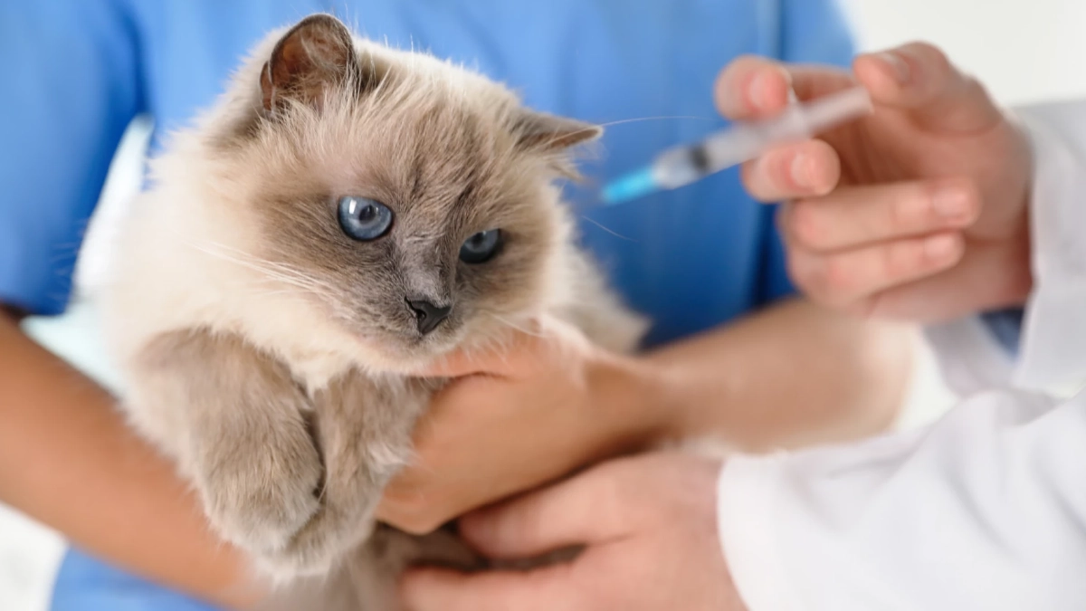 เตือนทาสแมว! อย่าฉีดยาคุมเด็ดขาด เสี่ยงโรคร้ายถึงชีวิต