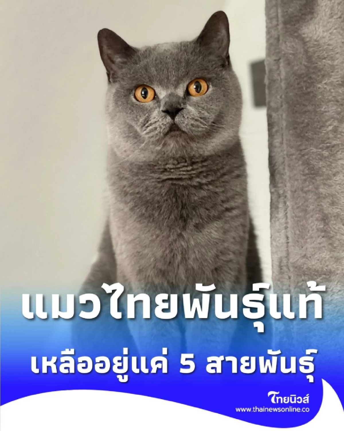 ทำความรู้จักให้ลึกซึ้ง แมวไทยพันธุ์แท้ เหลืออยู่แค่ 5 สายพันธุ์ เท่านั้น