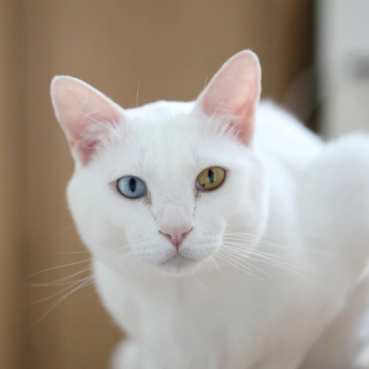 แมวขาวมณี