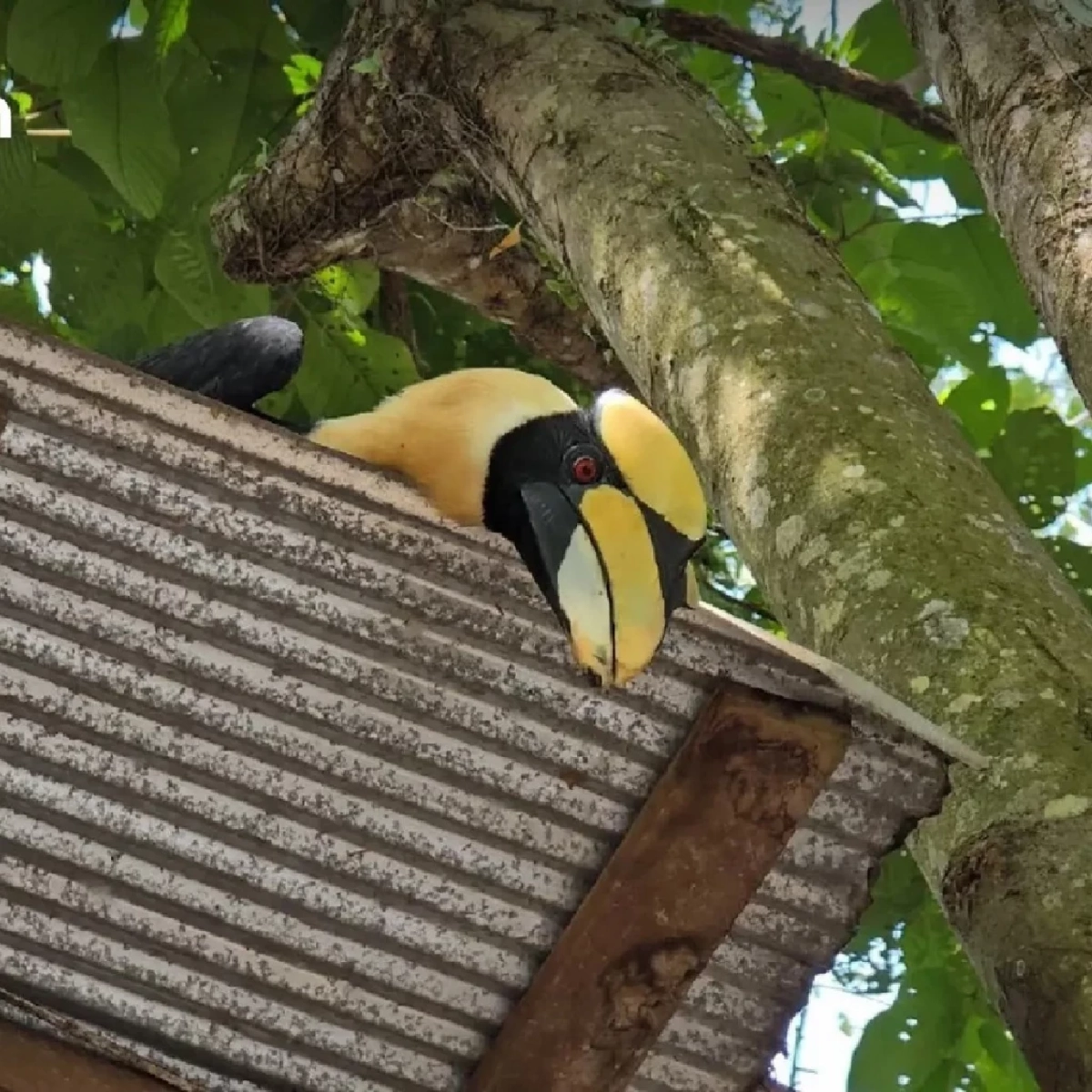 นกเงือก “มาแอะ” จากสัตว์บาดเจ็บ สู่เพื่อนรักนาวิกโยธิน