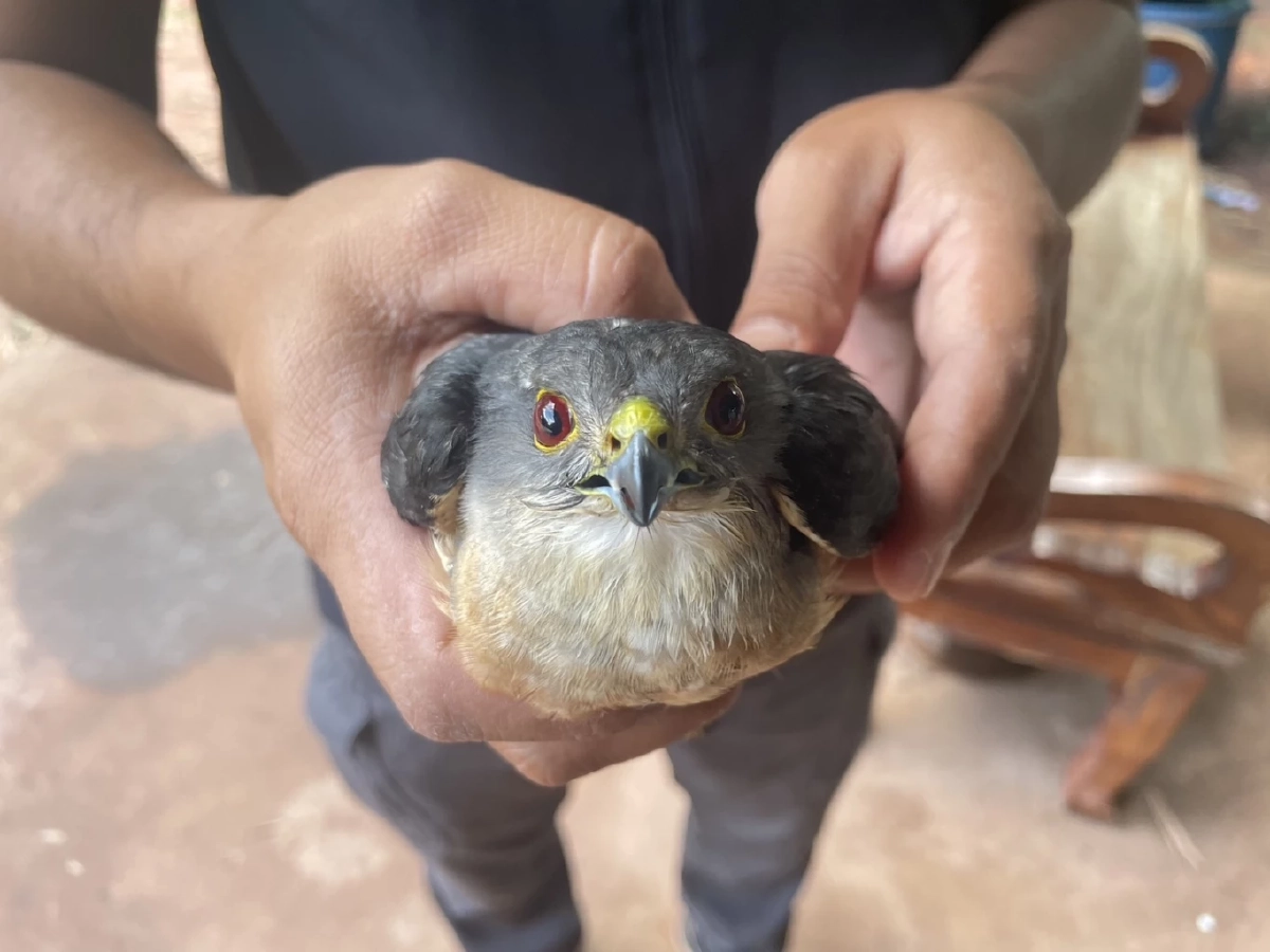 รับมอบ เหยี่ยวนกเขาชิครา ที่บาดเจ็บผ่านการแจ้งผ่านสายด่วน