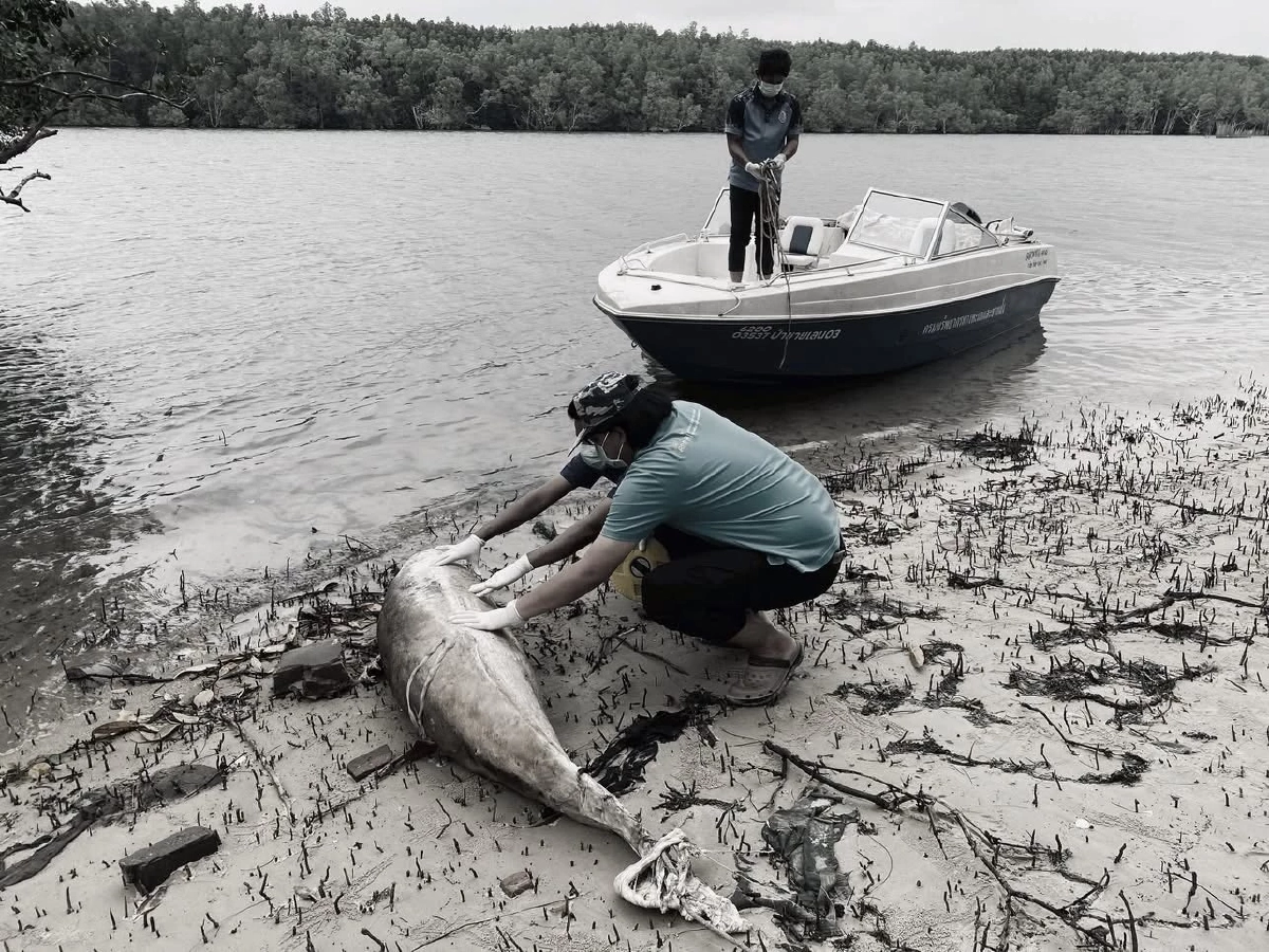 พบซาก โลมาอิรวดี อ.ปะเหลียน จ.ตรัง สาเหตุการสูญเสียไม่แน่ชัด