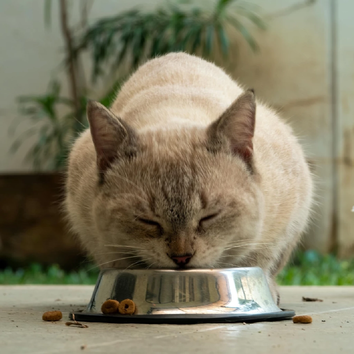 ผู้เชี่ยวชาญเตือน ระยะเวลาอดน้ำ–อาหารของหมาแมวที่ควรรู้