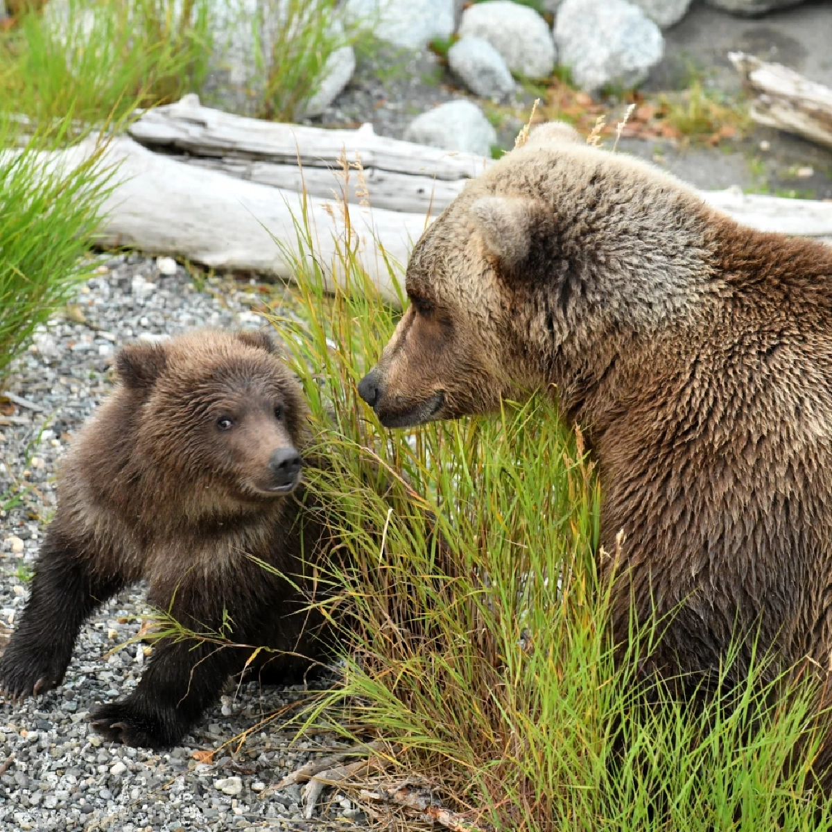 หมีน้ำตาลฮอกไกโด “ฮิกุมะ” นักล่าอันดับหนึ่งแห่งญี่ปุ่น