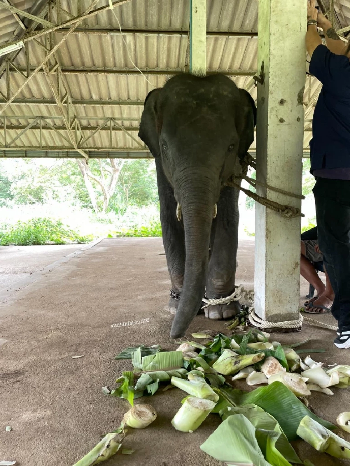 น้องก้านกล้วย ช้างน้อยวัย 4 ขวบ เข้ารักษาที่กำแพงแสนเนิร์สเซอรี่